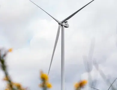 Vue éolienne, fleurs