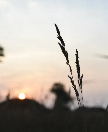 Parc éolien Plateau de Savernat France