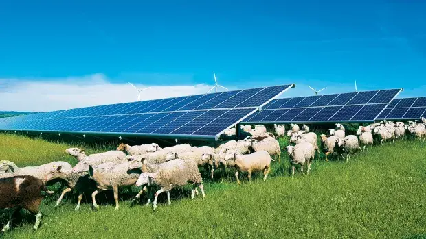 Sheeps circulating freely on a solar farm in France